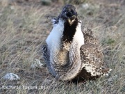 0J6A1513Greater_Sage-Grouse