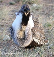 0J6A1514Greater_Sage-Grouse