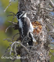 0J6A1551American_Three-toed_Woodpecker