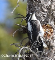 0J6A1554American_Three-toed_Woodpecker