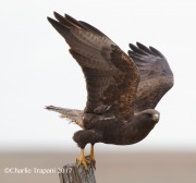 0J6A1663Swainson's_Hawk