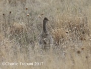 0J6A1755Sharp-Tailed_Grouse