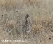 0J6A1759Sharp-tailed_Grouse
