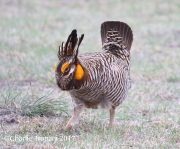 0J6A1820Greater_Prairie-Chicken