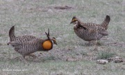 0J6A1829Greater_Prairie-Chicken