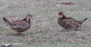 0J6A1831Greater_Prairie-Chicken