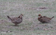 0J6A1832Greater_Prairie-Chicken