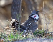 6S3A8459Dusky_Grouse