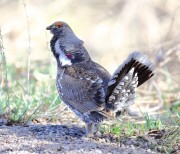 6S3A8490Dusky_Grouse