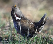 6S3A8496Dusky_Grouse