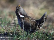 6S3A8498Dusky_Grouse