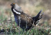 6S3A8500Dusky_Grouse