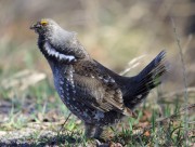 6S3A8521Dusky_Grouse