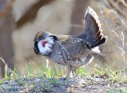 6S3A8525Dusky_Grouse copy