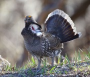 6S3A8533Dusky_Grouse copy
