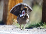 6S3A8549Dusky_Grouse copy