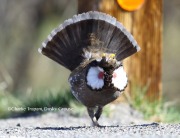 6S3A8566Dusky_Grouse copy