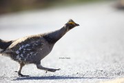 6S3A8580Dusky_Grouse copy