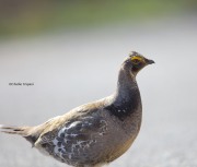 6S3A8587Dusky_Grouse copy