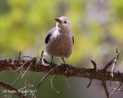 6S3A8688Clark's_Nutcracker