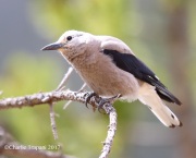 6S3A8713Clark's_Nutcracker