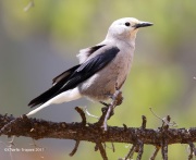 6S3A8726Clark's_Nutcracker