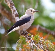 6S3A8744Clark's_Nutcracker