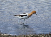 6S3A8757Avocet