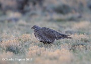 6S3A8824Greater_Sage-Grouse_Female