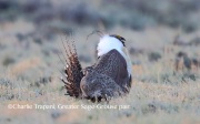 6S3A8848Greater_Sage-Grouse