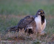 6S3A8852Greater_Sage-Grouse