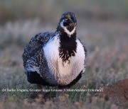 6S3A8859Greater_Sage-Grouse