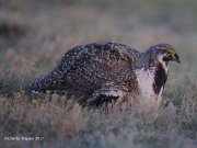 6S3A8868Greater_Sage-Grouse