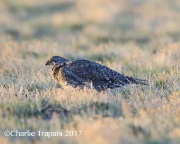 6S3A8908Greater_Sage-Grouse