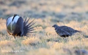 6S3A8925Greater_Sage-Grouse