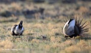 6S3A8969Greater_Sage-Grouse
