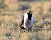 6S3A8978Greater_Sage-Grouse