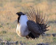 6S3A9013Greater_Sage-Grouse