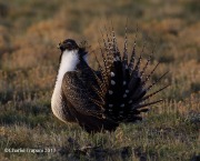 6S3A9020Greater_Sage-Grouse