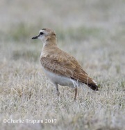 6S3A9173Mountain_Plover