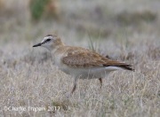 6S3A9195Mountain_Plover