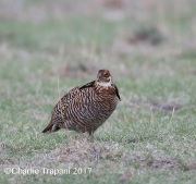 6S3A9230Greater-Prairie_Chicken