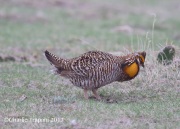 6S3A9234Greater-Prairie_Chicken
