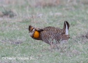 6S3A9244Greater-Prairie_Chicken
