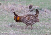 6S3A9255Greater-Prairie_Chicken