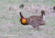 6S3A9258Greater-Prairie_Chicken