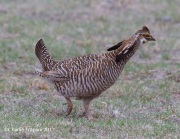 6S3A9261Greater-Prairie_Chicken