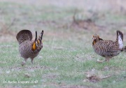 6S3A9265Greater-Prairie_Chicken