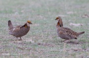6S3A9281Greater-Prairie_Chicken