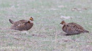 6S3A9282Greater-Prairie_Chicken
